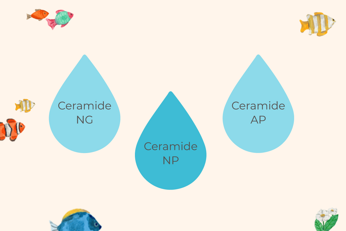 3 loại Ceramide